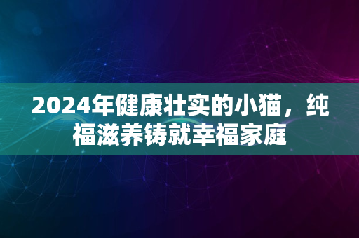 2024年健康壮实的小猫，纯福滋养铸就幸福家庭